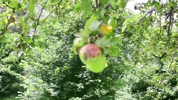 苹果树的领地野生苹果树视频的预览图