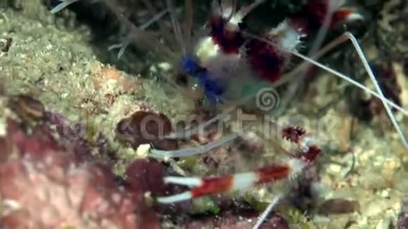 赤海珊瑚中的带状拳击虾沙布鲁米视频的预览图