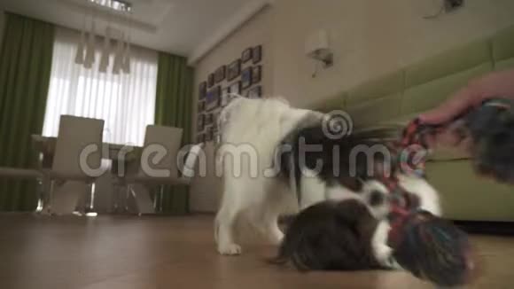 狗狗帕皮龙拿着绳子在客厅里和主人玩股票录像视频的预览图