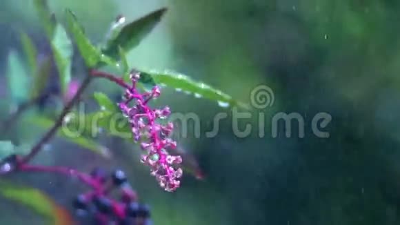 雨中的花视频的预览图