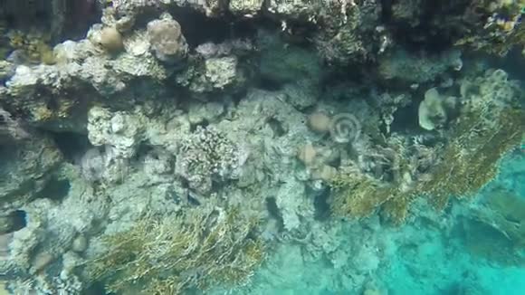 一群鱼漂浮在珊瑚礁中慢动作视频的预览图