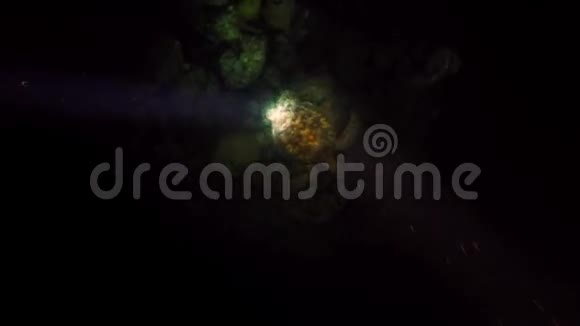 夜宿与鹰比尔海龟视频的预览图