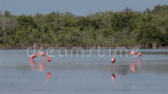 更大的火烈鸟腓肠蕨在湖泊鸟类保护区古巴视频的预览图