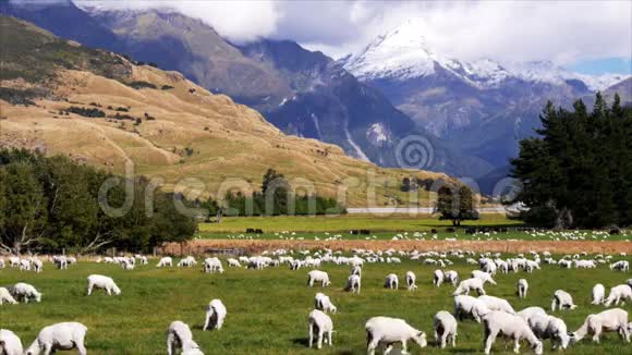 新西兰羊站视频的预览图