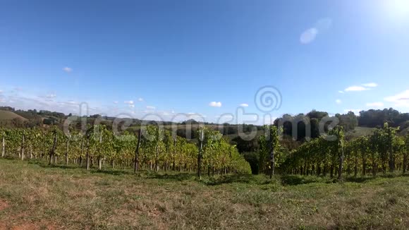 法国比利牛斯山脉的朱兰孔葡萄酒葡萄园视频的预览图