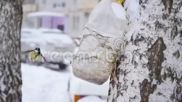 冬天降雪时鸟雀从喂食者那里吃视频的预览图