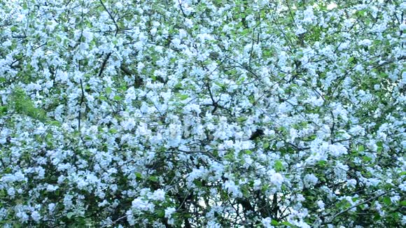 马鲁斯卡马利亚纳白苹果树开满了花架视频的预览图