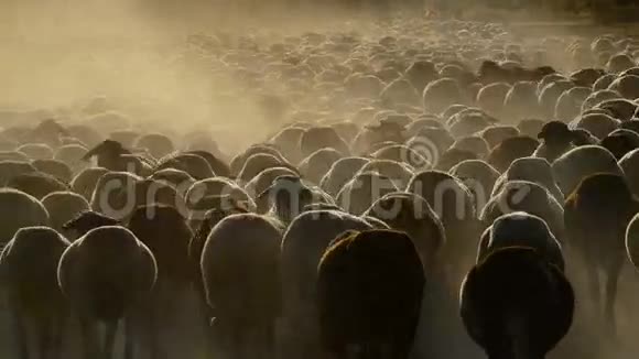 日落时分在一片大片尘埃云中行走的牛羊牲畜视频的预览图