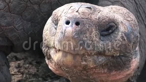 孤独乔治是加拉帕戈斯400岁的世界著名乌龟视频的预览图