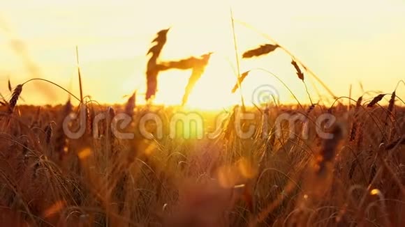 日落背景上的金色小麦成熟小麦的穗状花序慢运动特写视频的预览图