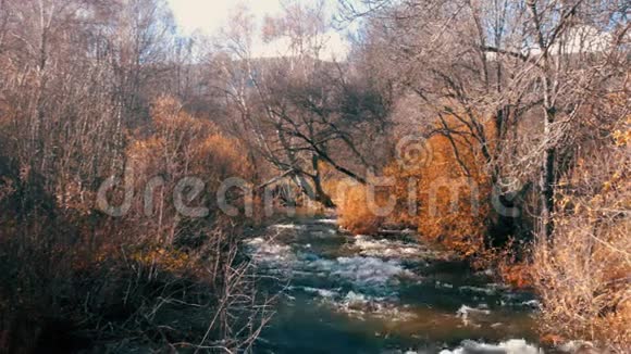 秋天美丽的景色中一条河流沿着无叶的树木视频的预览图