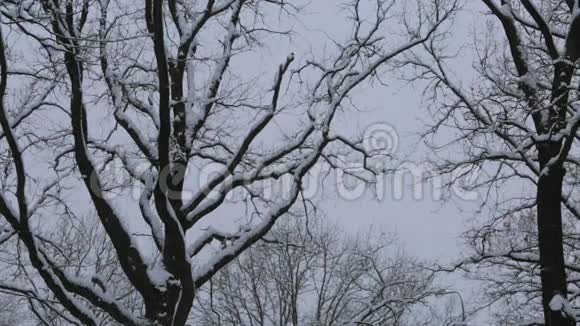 在公园里冬天的天空下树木上的雪相机的轨迹然后保持视频的预览图