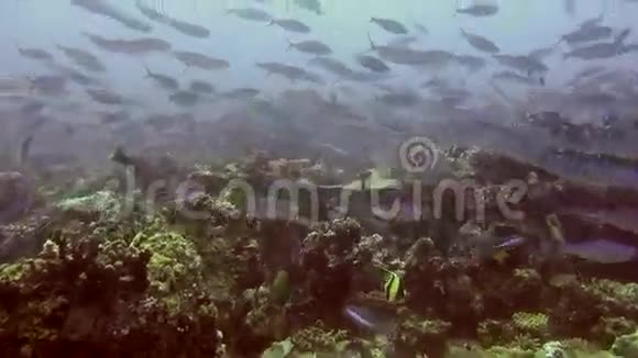 马尔代夫海底海底清澈海底背景下鱼类的迁移视频的预览图
