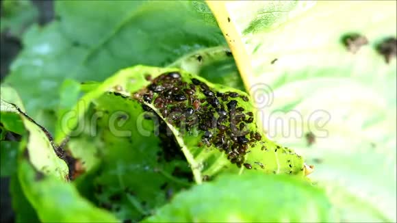 叶子上的蚜虫植物虱子视频的预览图