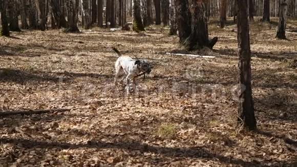 一只狗在田野上用一块木头奔跑戴着棍子的达尔马提亚狗动作慢视频的预览图