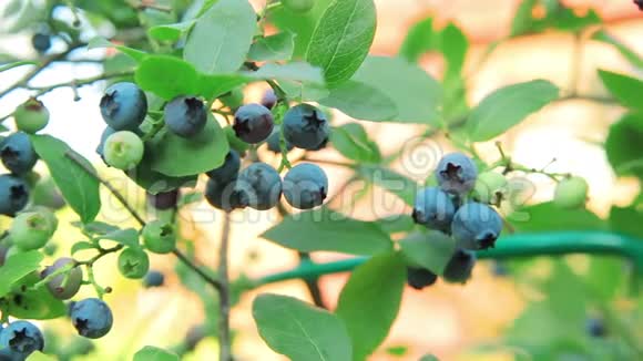 丛林蓝莓花园里的浆果晴天视频的预览图