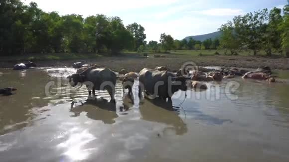 水牛在泥里洗澡视频的预览图