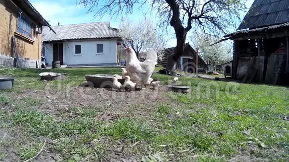 家养小鸡的鸡视频的预览图