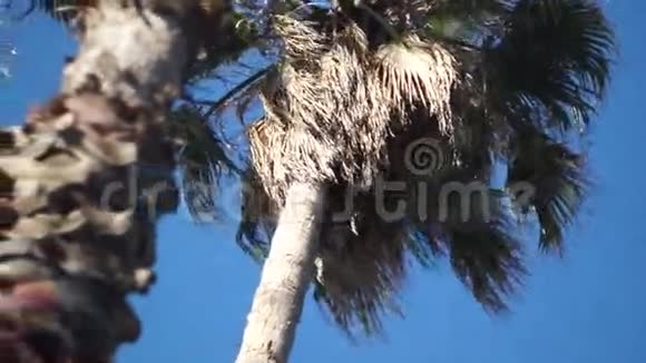 棕榈树一个底景照相机在水平面上移动视频的预览图