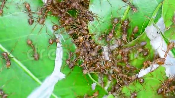 蚂蚁试图筑巢没有声音视频的预览图