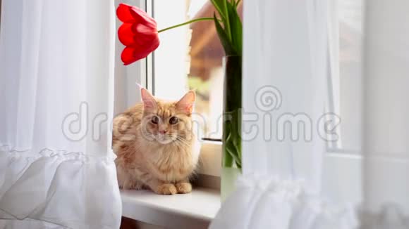 红猫坐在窗户上看着我视频的预览图