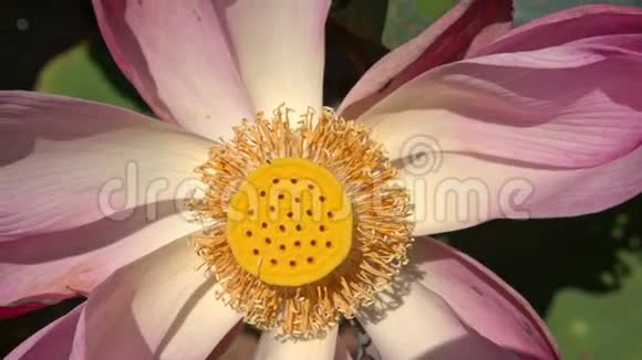 大粉花莲与雌蕊视频的预览图