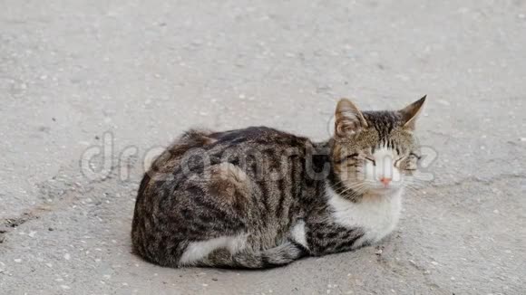 猫在街上休息视频的预览图