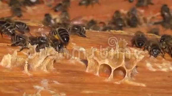 蜜蜂把花蜜转化为蜂蜜花粉视频的预览图