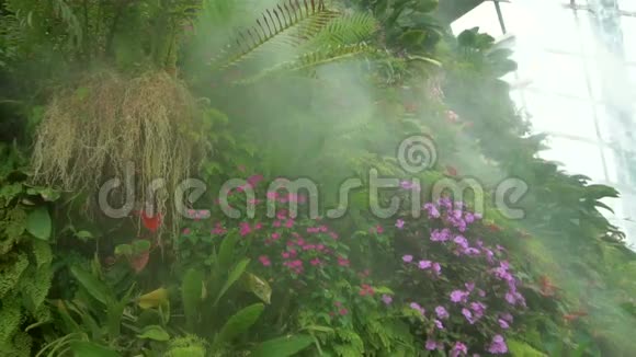 雾中的花在云林中新加坡海湾旁的花园视频的预览图