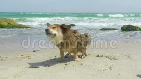 狗抖掉水视频的预览图