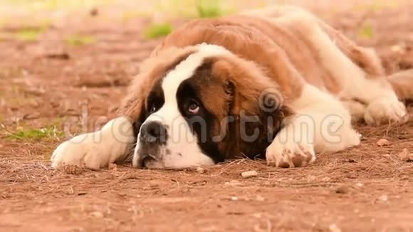 小狗圣伯纳德狗坐在土壤上有一种悲伤和忧郁但可爱的表情视频的预览图