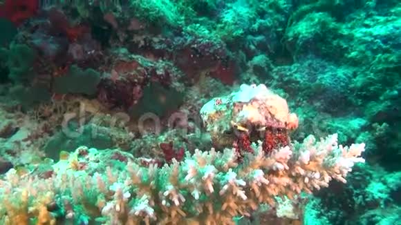 马尔代夫水下珊瑚背景下的隐士巨蟹座视频的预览图