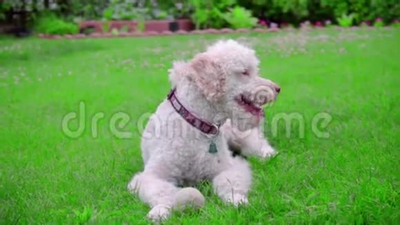 平静的狗躺在绿草上白色的狗画像白色拉布拉多视频的预览图