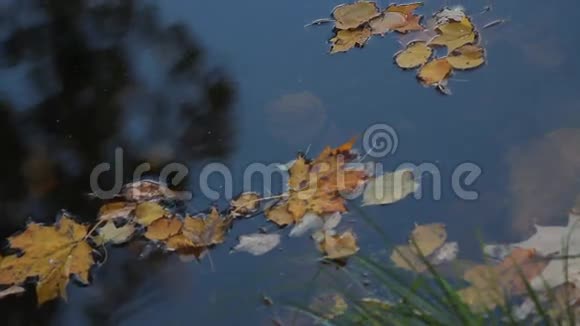 秋天的风景五颜六色的叶子漂浮在河上视频的预览图