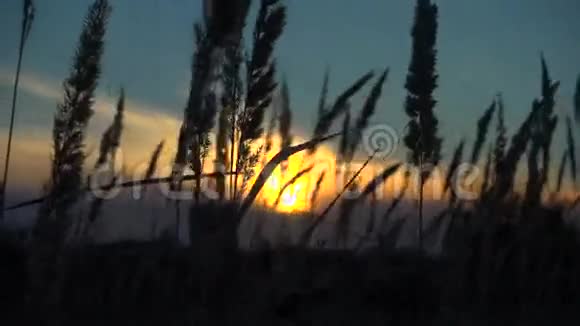 草在风中摇曳夕阳下宁静的景色视频的预览图
