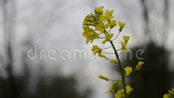 甘蓝型油菜春季黄色开花油籽田风吹来油菜花盛开的油菜花视频的预览图