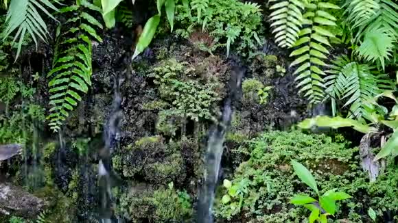 小的假瀑布被植物环绕视频的预览图