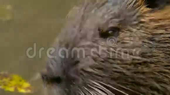 可爱的野生毛茸河鼠纽达视频的预览图