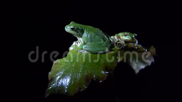 雌雄大树蛙视频的预览图