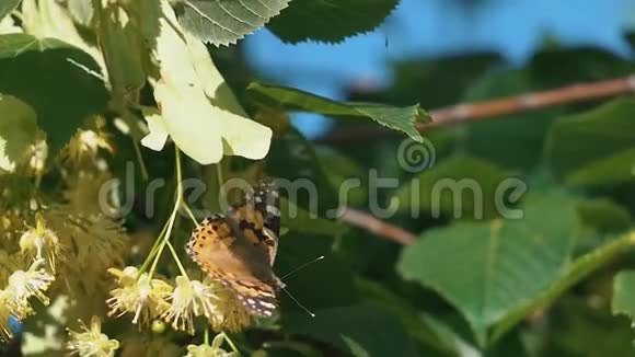 蝴蝶在阳光下缓慢飞行视频的预览图