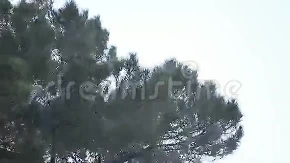 暴风雨中的松树视频的预览图