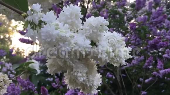花园里的白紫丁香花视频的预览图