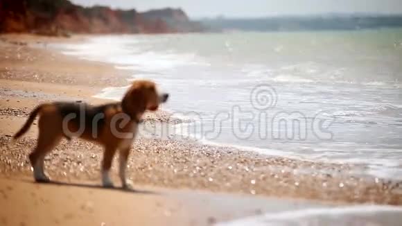 小猎犬小狗站在海边用波浪的眼光沉思视频的预览图