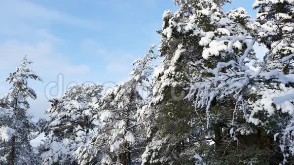 雪花从摇树上飘落下来视频的预览图