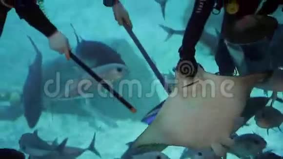 潜水员在海洋馆喂Steengray视频的预览图