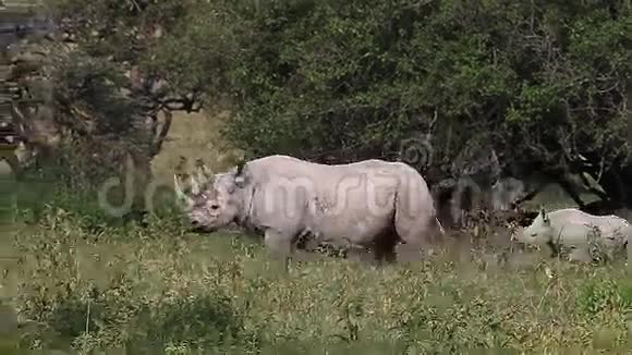 黑犀牛dicerosbicornis雌性与小牛散步肯尼亚纳库鲁公园视频的预览图