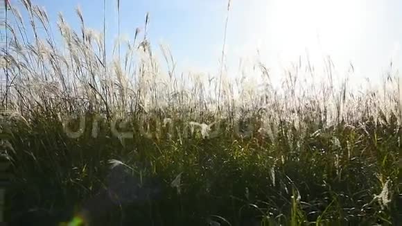 高开的欧拉草视频的预览图