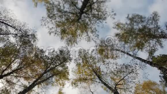 秋天公园的树梢上长满了黄叶视频的预览图