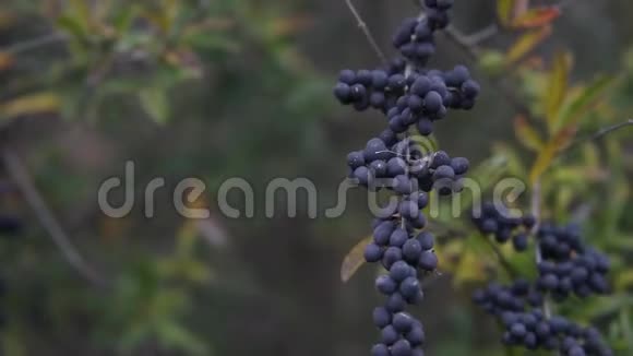 紫色浆果在风中飘扬视频的预览图