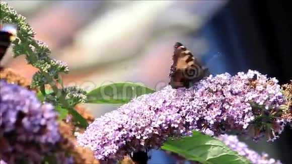 丁香上的蝴蝶视频的预览图